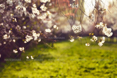 A blurry photo of some trees with white flowers.