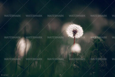 A dandelion in the middle of a field.