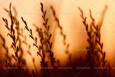 A blurry photo of some grass in the sun