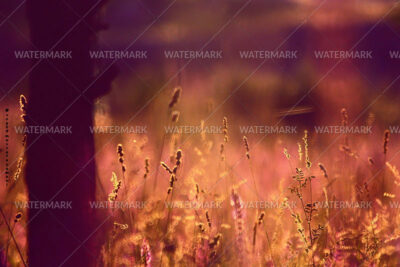 A field of grass with purple and yellow colors.