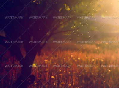 A field of flowers with trees in the background.