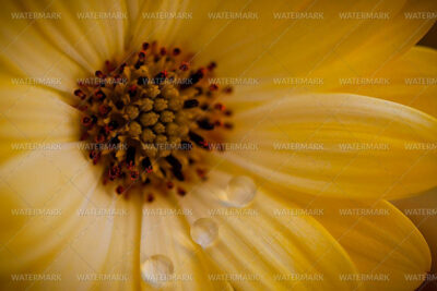 A close up of the center of a yellow flower.