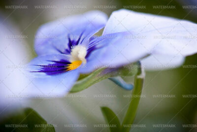 A close up of the flower with blue petals.