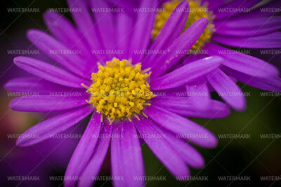 A close up of the center of a purple flower.