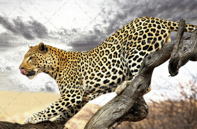 A leopard is sitting on the branch of a tree