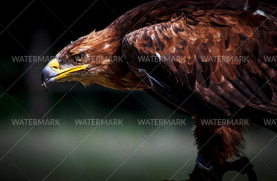 A close up of the head and beak of an eagle.