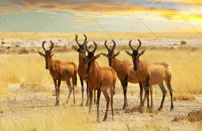 A herd of antelope standing in the grass.
