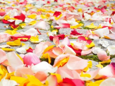 A close up of petals on the ground